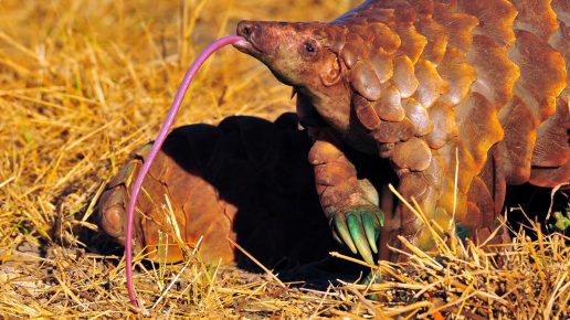 Língua Pangolin