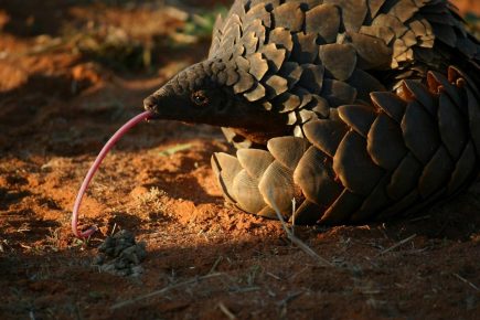 Língua Pangolin
