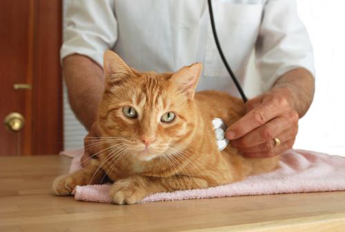Pancreatite em gatos - sintomas, causas de desenvolvimento e tratamento