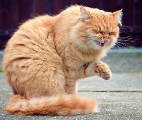 Por que um gato espirra - causas e tratamento