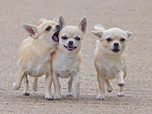 Por que chihuahua tremem. Todos os detalhes