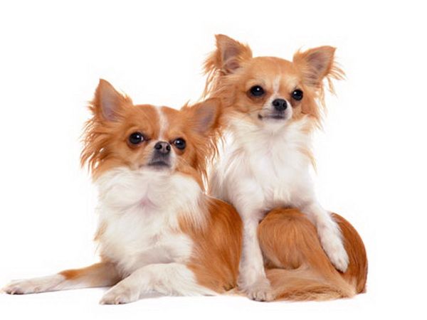 Por que os chihuahua tremem, leia o artigo