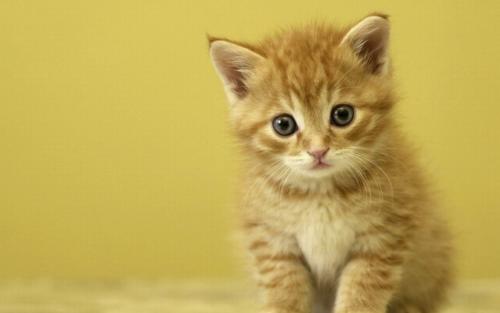Nomes populares para meninos gato