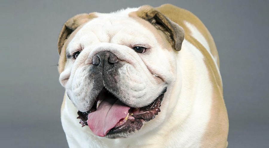 Raças médias de cães para apartamentos e em casa
