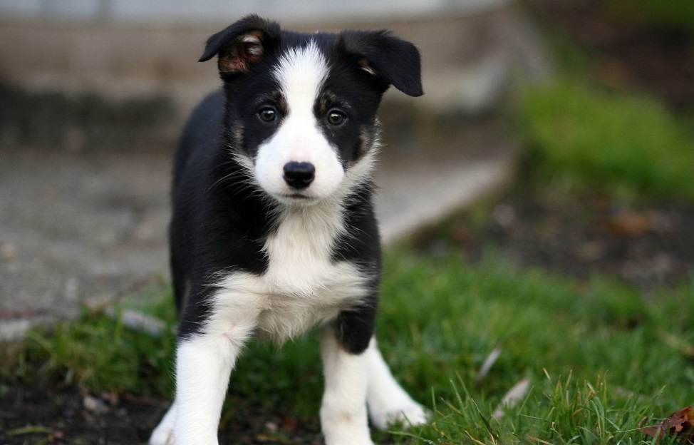 Raças médias de cães para apartamentos e em casa