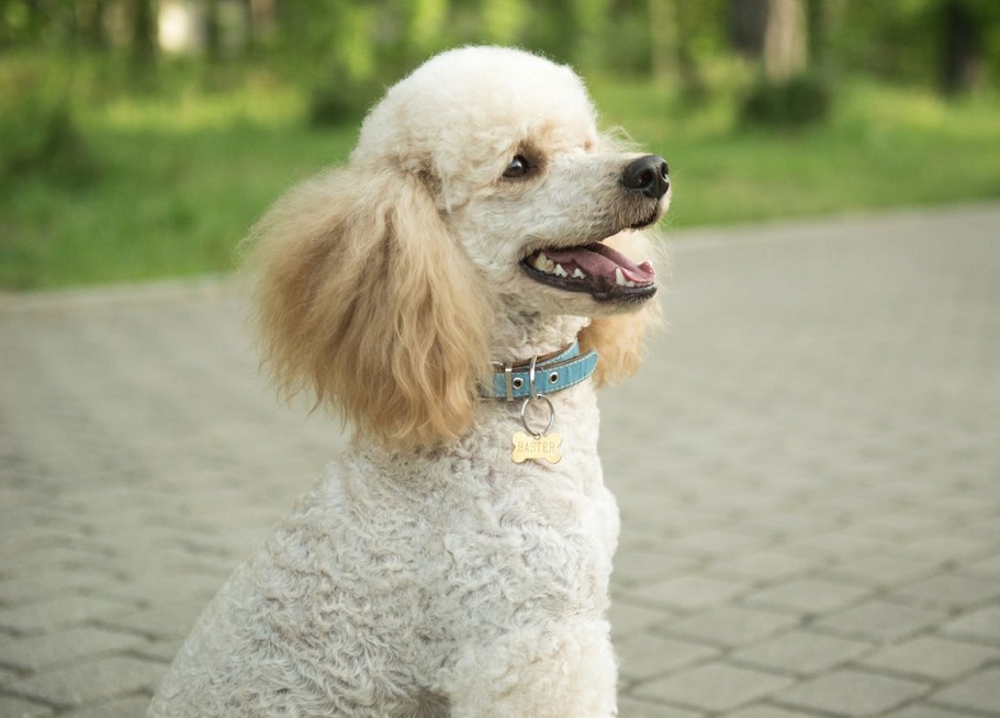 Raças médias de cães para apartamentos e em casa