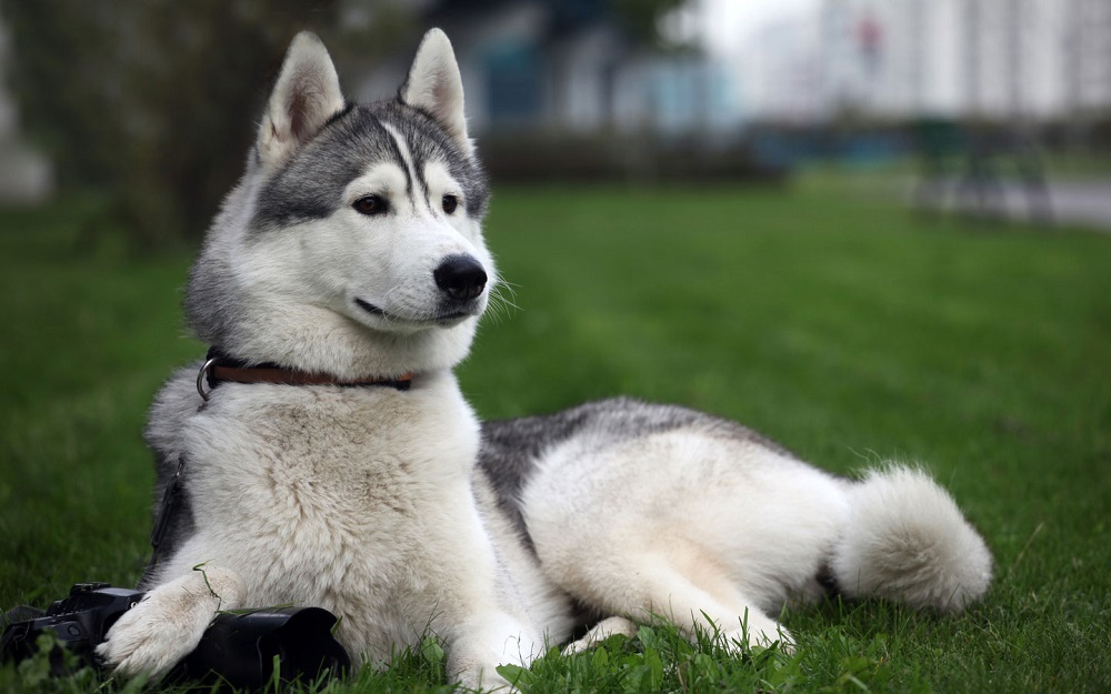 Raças médias de cães para apartamentos e em casa