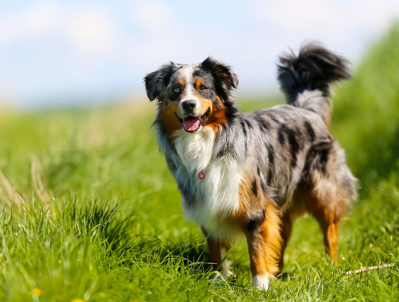 Raças médias de cães para apartamentos e em casa