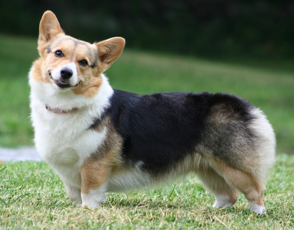 Raças médias de cães para apartamentos e em casa