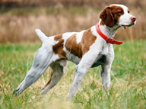 Raças médias de cães para apartamentos e em casa