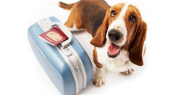 Preparando o cachorro para o passeio
