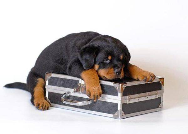 cachorro e uma mala