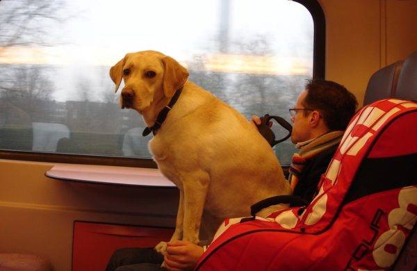Transporte de animais por via férrea
