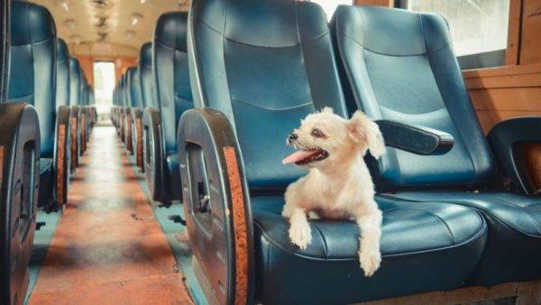 carruagem para cães