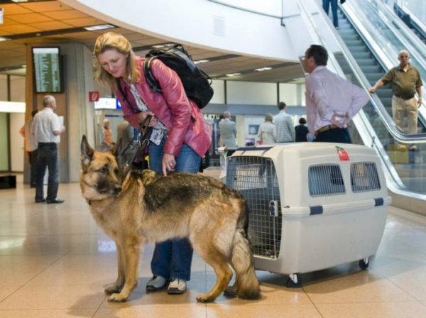 Transporte aéreo de cães fora das fronteiras do estado