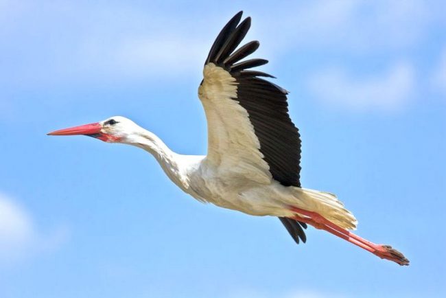 Nossa lista de "Aves da região de Moscou" abre um maravilhoso e cegonha branca imponente Наш список "Птицы Região de Moscou " открывает прекрасный и величественный белый аист