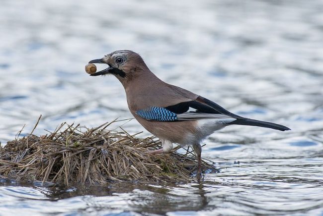 Jay é o pássaro mais trabalhador que se prepara para os estoques de inverno com antecedência Jay é o pássaro mais trabalhador que se prepara para os estoques de inverno com antecedência