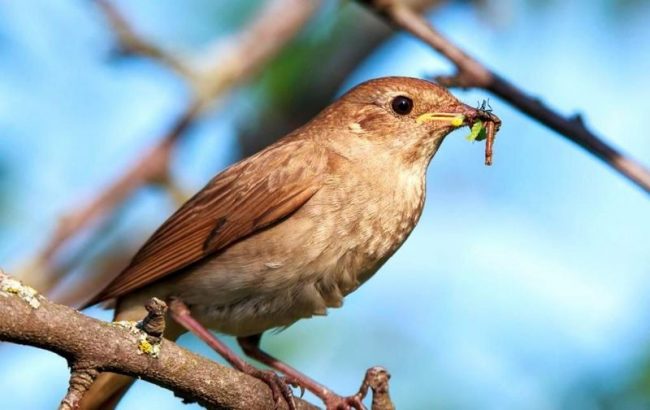 Nightingale - um herói de poemas e poemas, cantor da floresta Nightingale - um herói de poemas e poemas, cantor da floresta