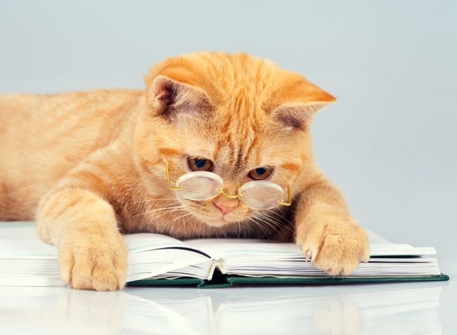 O britânico ruivo é um verdadeiro aristocrata, com uma parte de esnobismo felino e uma personalidade pronunciada O britânico ruivo é um verdadeiro aristocrata, com uma parte de esnobismo felino e uma personalidade pronunciada