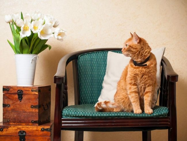 Gatos vermelhos trazem alegria e felicidade para seus donos Gatos vermelhos trazem alegria e felicidade para seus donos
