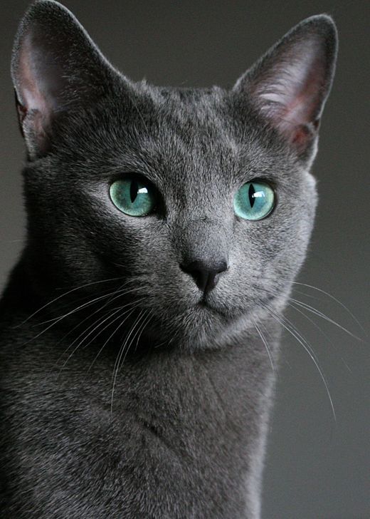 Gato azul russo - o mais popular dos gatos de pêlo curto do mundo Gato azul russo - o mais popular dos gatos de pêlo curto do mundo