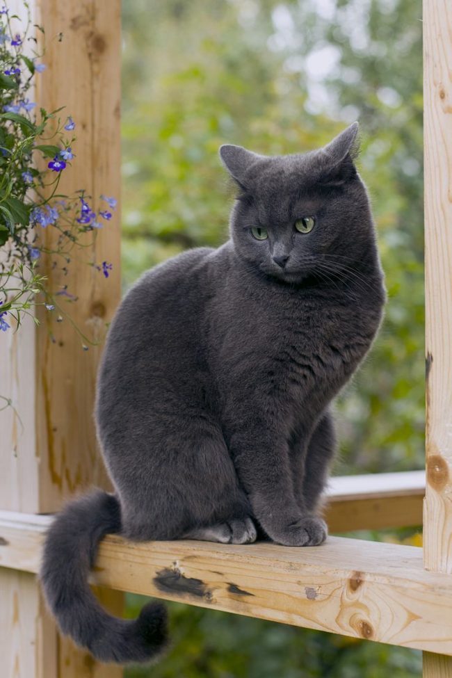 O gato azul russo é uma raça razoavelmente limpa, é muito sensível à limpeza da bandeja. O gato não entra na bandeja que não está suficientemente limpa. Ela fará seu trabalho em outro lugar. O gato azul russo é uma raça razoavelmente limpa, é muito sensível à limpeza da bandeja. O gato não entra na bandeja que não está suficientemente limpa. Ela fará seu trabalho em outro lugar.