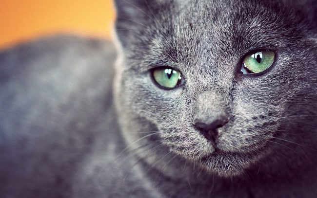O gato azul russo se acostuma a uma casa e não tolera se mudar de um lugar para outro O gato azul russo se acostuma a uma casa e não tolera se mudar de um lugar para outro