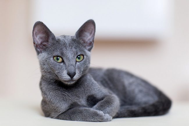 A pacata, gentil e obediente gata azul russa tem um caráter um pouco teimoso. Ela obedece a apenas um mestre e prefere a liberdade. A pacata, gentil e obediente gata azul russa tem um caráter um pouco teimoso. Ela obedece a apenas um mestre e prefere a liberdade.