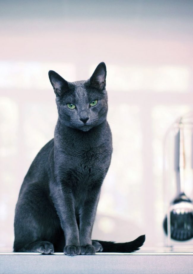 Gatos desta raça são considerados intelectuais. Eles aprendem rapidamente a entender as palavras e gestos dos seres humanos Gatos desta raça são considerados intelectuais. Eles aprendem rapidamente a entender as palavras e gestos dos seres humanos