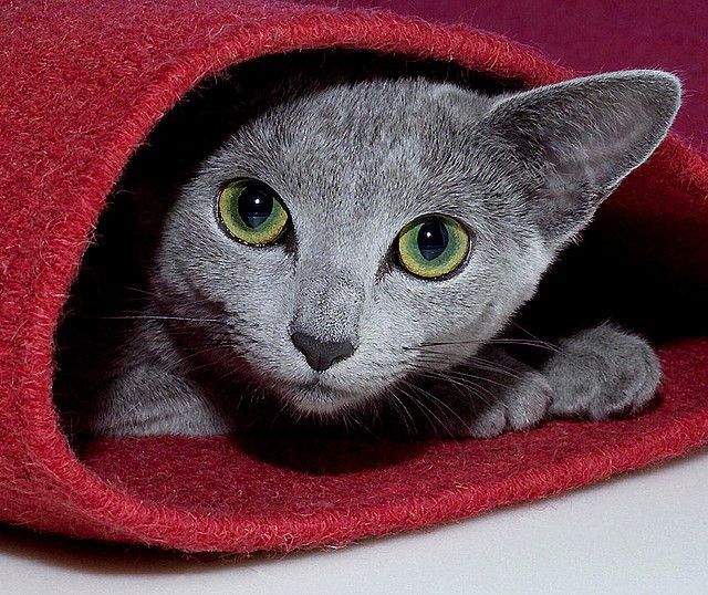 Um gato azul russo nunca é chato ou irritante e não tolera violência contra si mesmo. Um gato azul russo nunca é chato ou irritante e não tolera violência contra si mesmo.