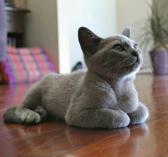 Durante os jogos, o gato azul russo não solta suas garras, então você não pode ter medo de machucar a criança Durante os jogos, o gato azul russo não solta suas garras, então você não pode ter medo de machucar a criança