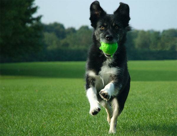 cachorro e bola