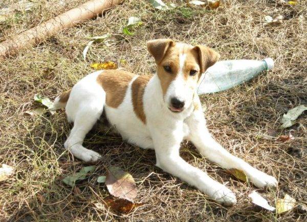 time filhote de cachorro para mentir