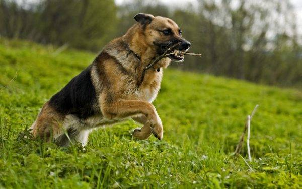 treinamento para cães adultos