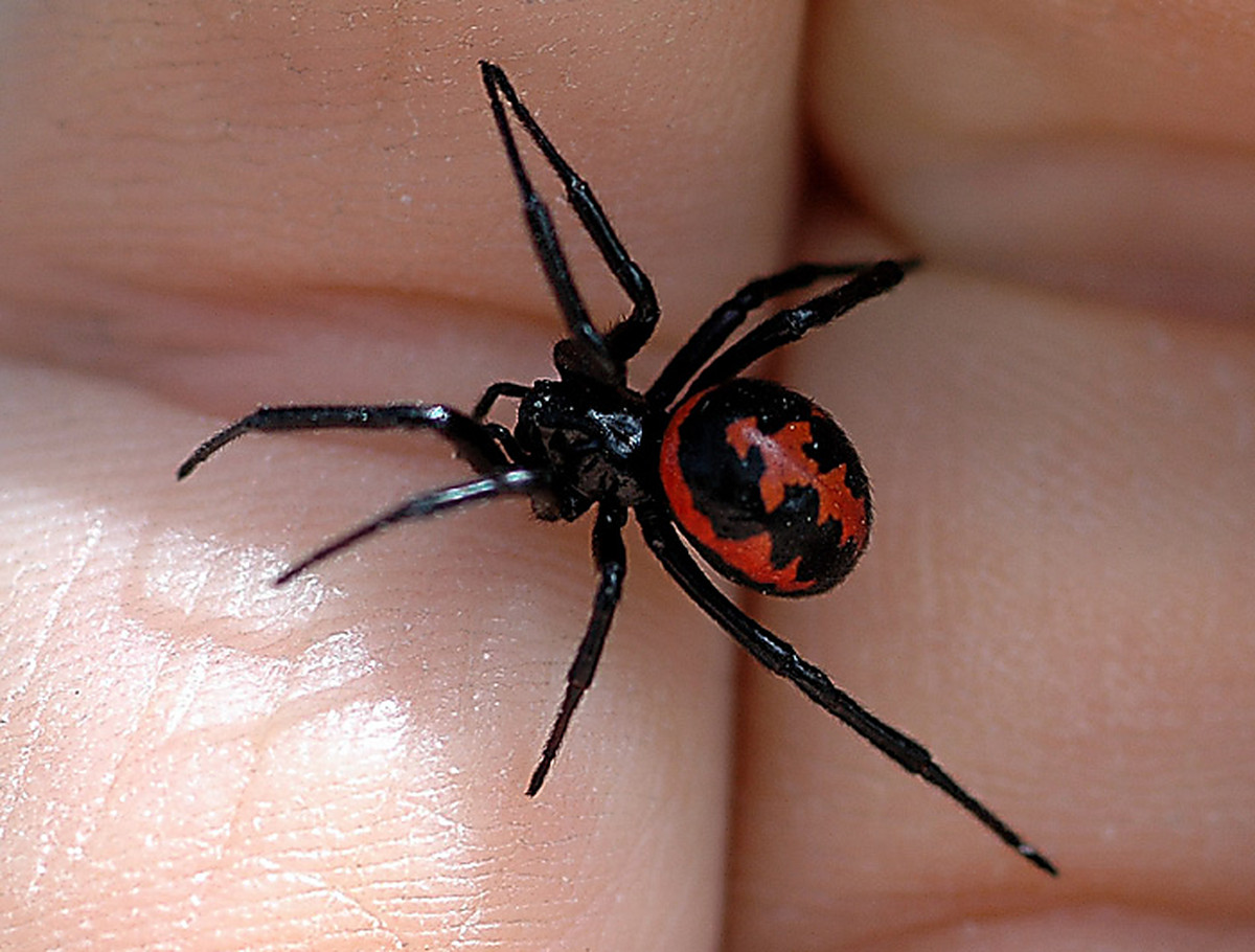 Aranha karakurt na mão