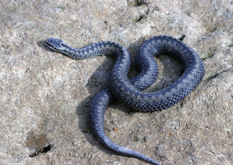 Viper rasteja sobre pedras