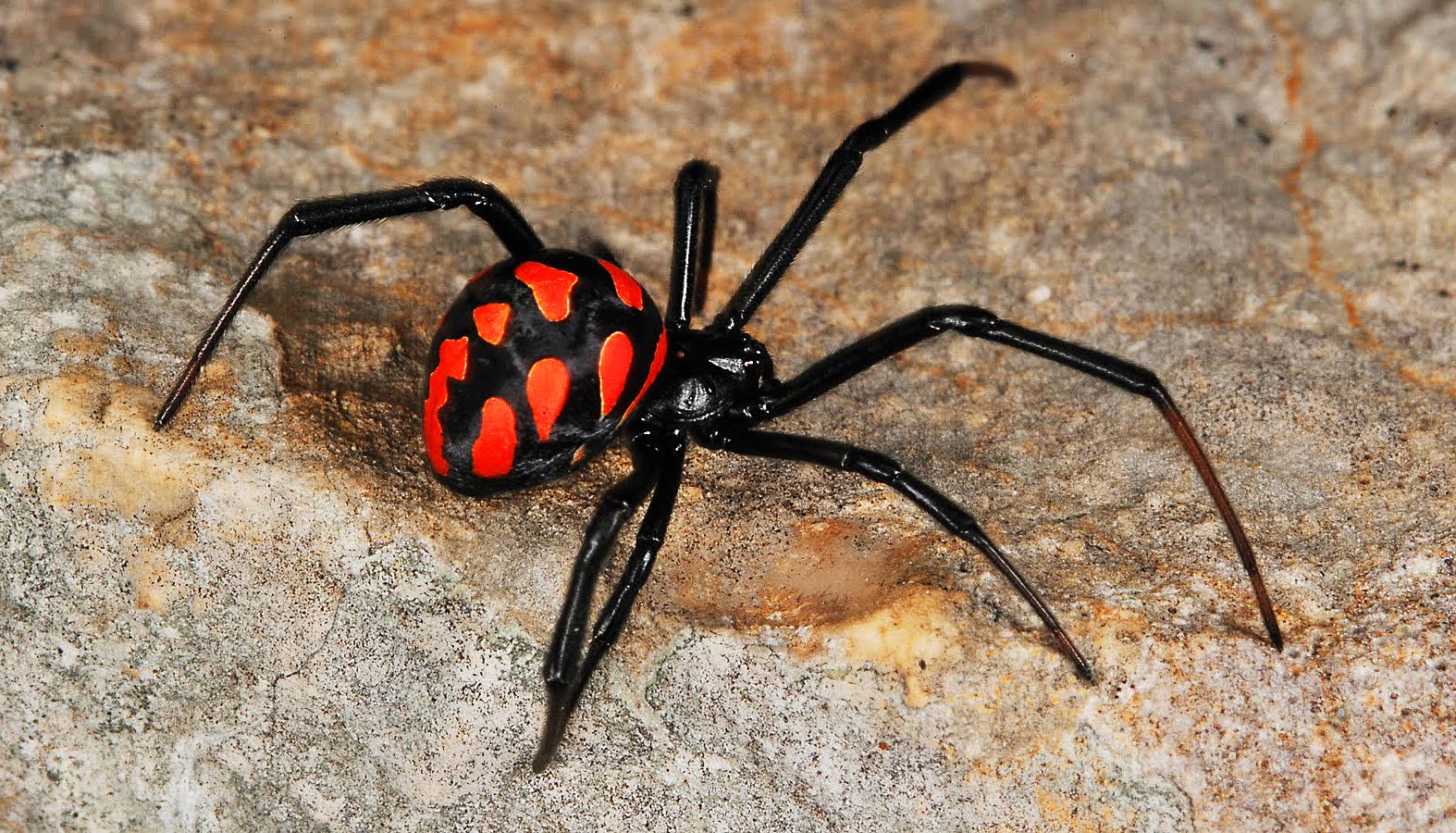 Karakurt aranha