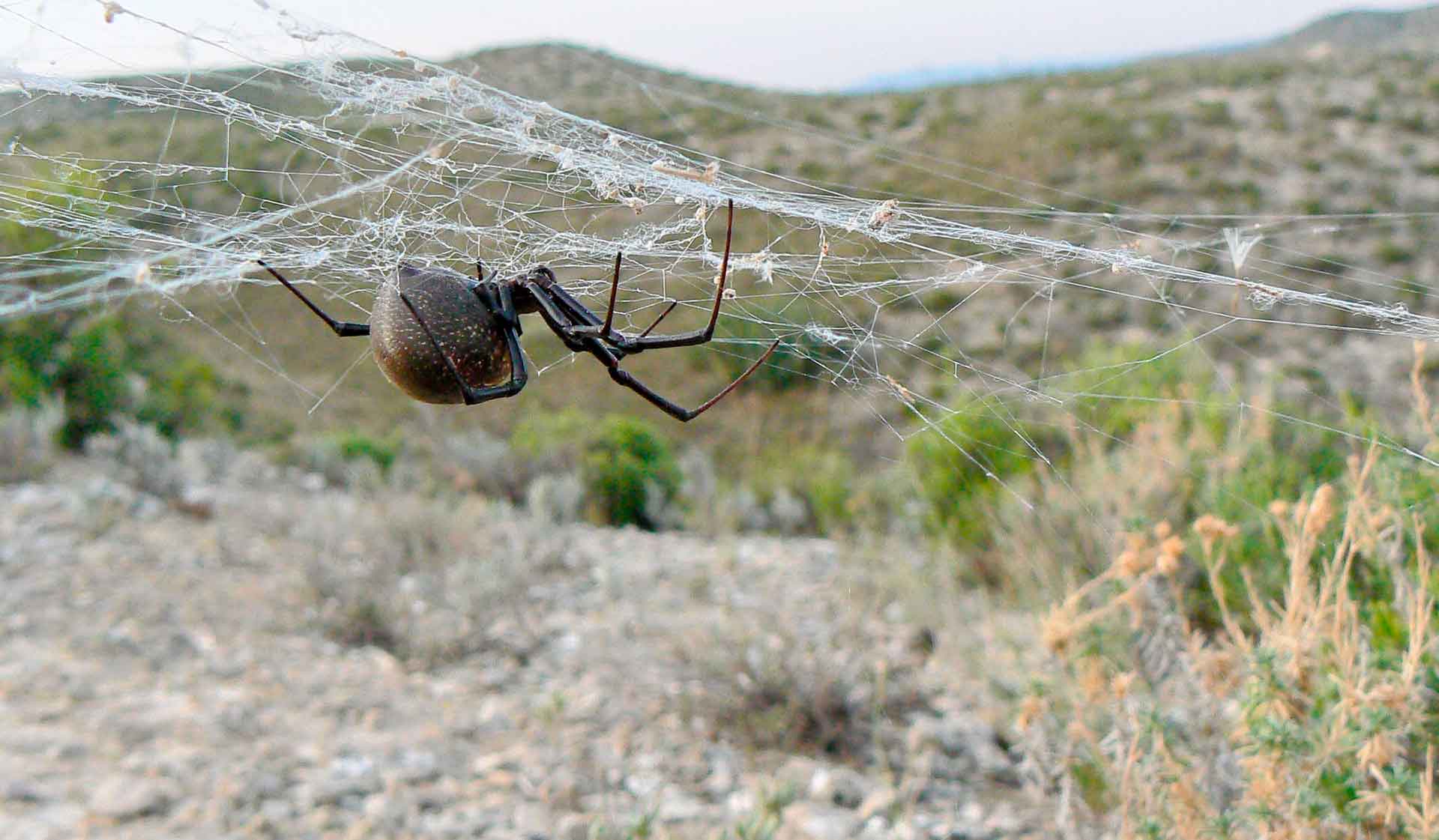 Karakurt na web dele