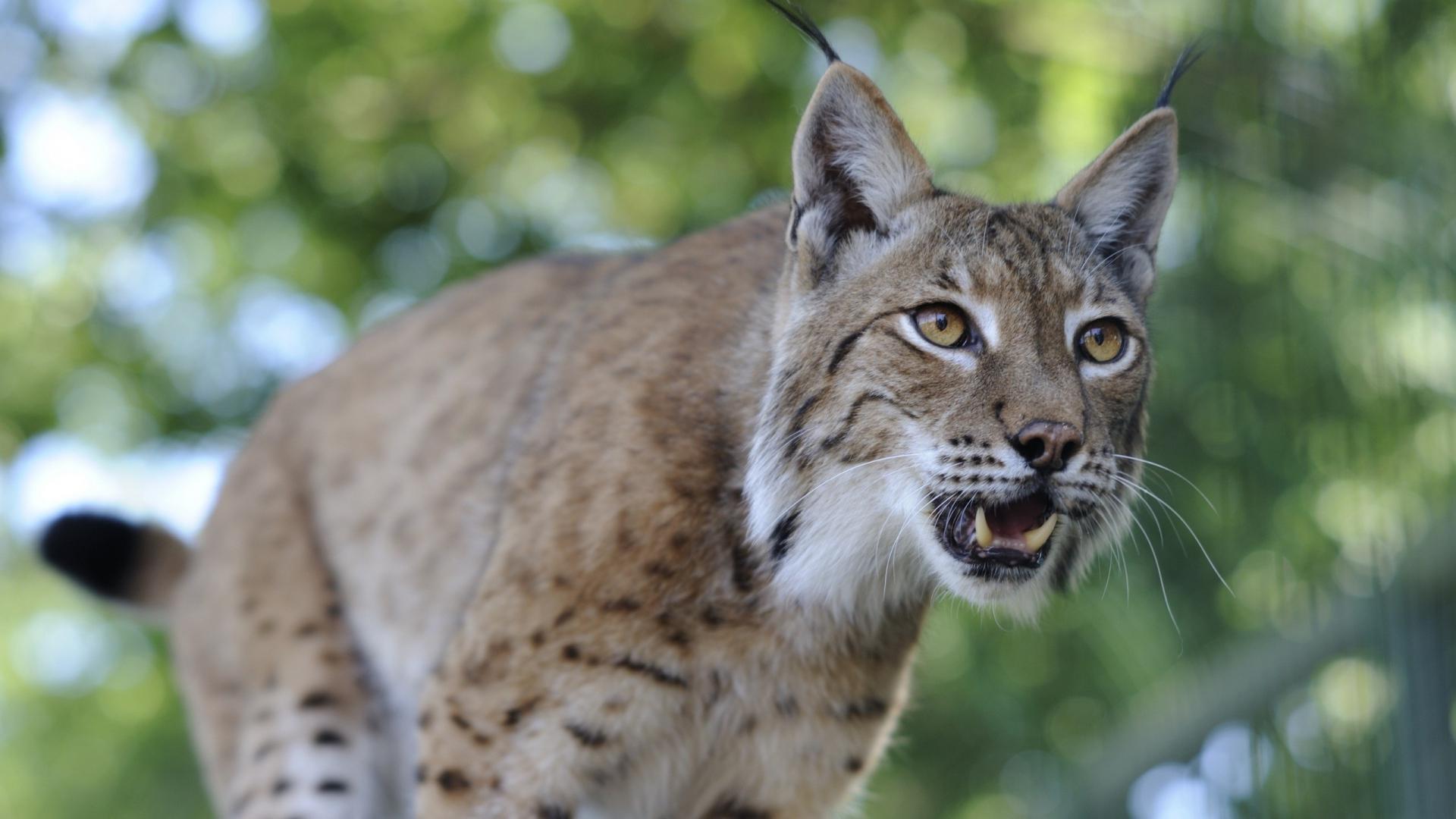 Lynx está se preparando para pular