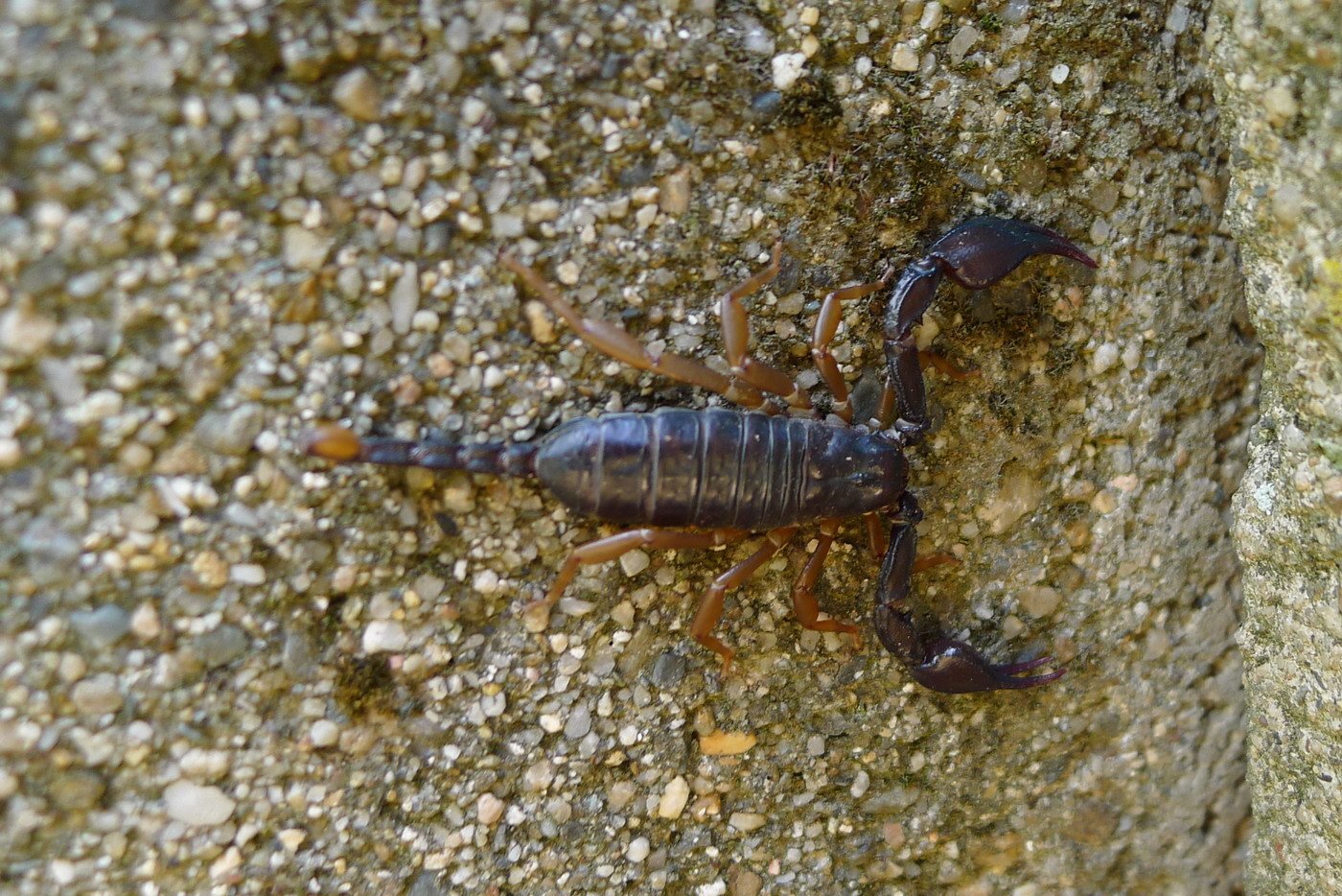 Escorpião na areia