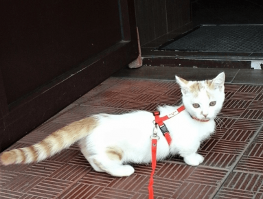 o gato Manchikin entra no arnês