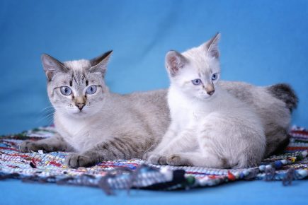 Mekong Bobtail - um gato com um gatinho