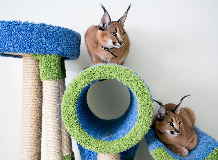 Gatos da raça Caracal em casa