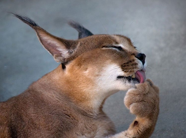 Caracal está se lavando