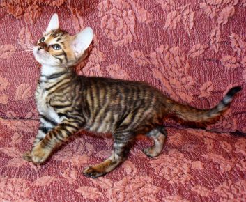 Gatinho da raça Toyger