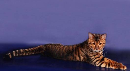 Gato Toyger descansando