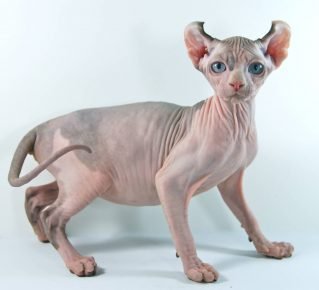 gato raça elfo