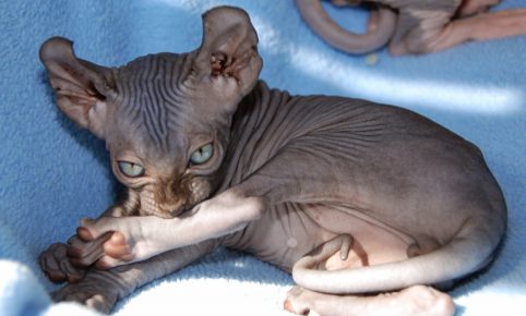 Olhar sério para o gato Elf