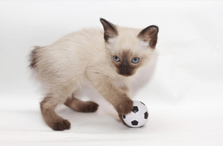 Gatinho Bobtail Mekong