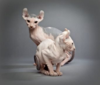 Gatos elfos